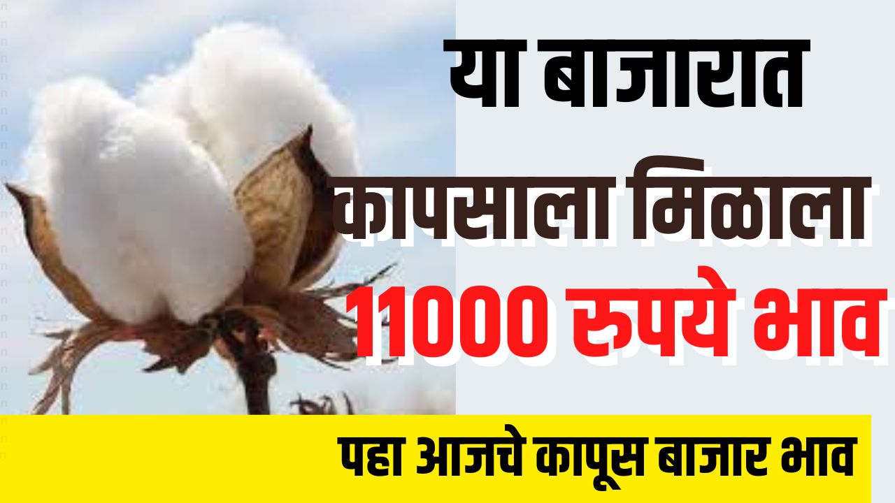 कापसाला या बाजारात मिळाला 11000 रुपये भाव आत्ताच पहा आजचे कापूस बाजार भाव Cotton price