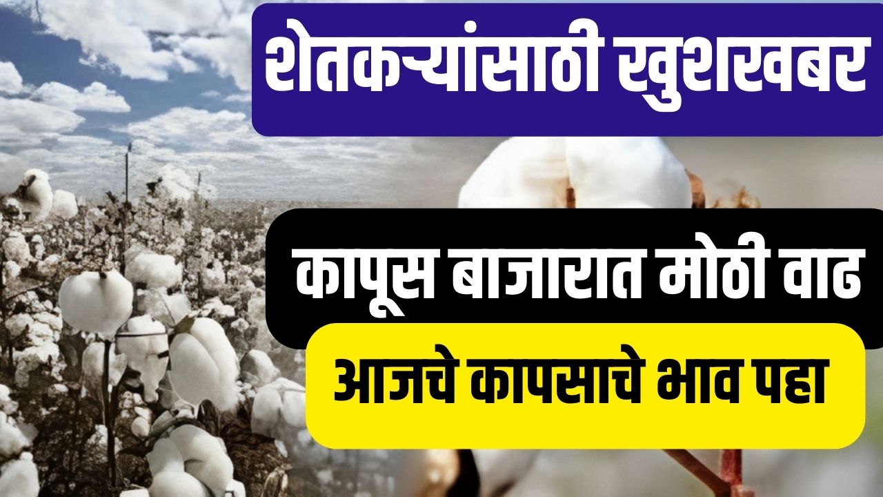 या वर्षी कापसाला मिळणार 10,000 रुपये भाव पहा तज्ज्ञांचे मत Cotton Rate